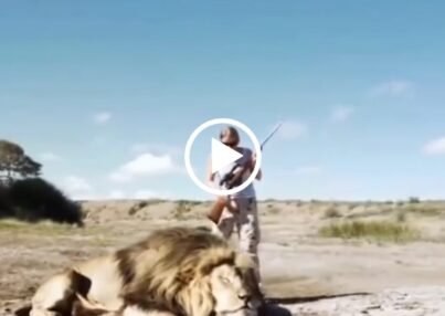 leone che attacca cacciatori video