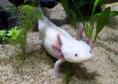 Gli animali più strani e bizzarri del mondo Axolotl