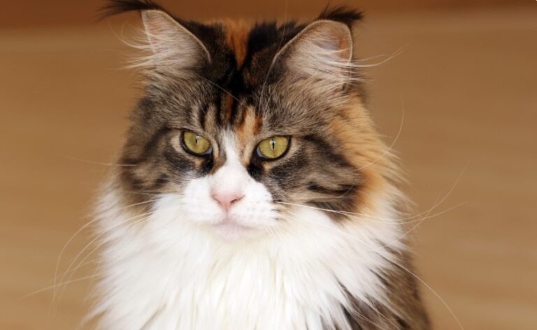 Qual è Il Gatto Più Bello Del Mondo