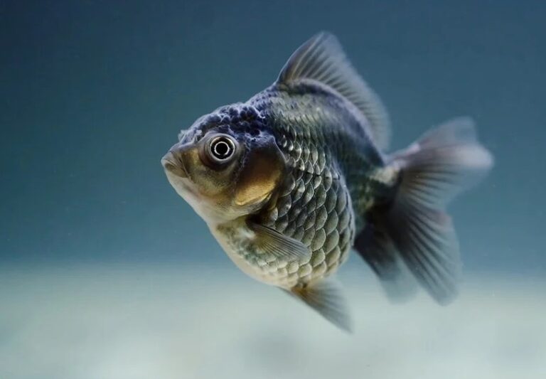 Pesce Rosso Con Pinna Caudale Doppia
