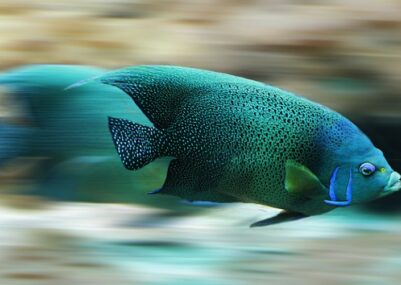 i pesci più veloci e rapidi del mondo