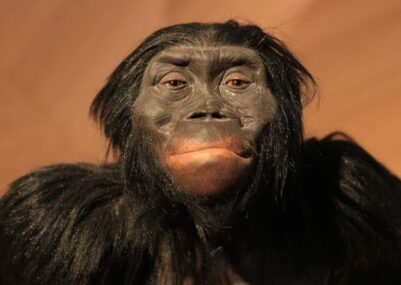 Homo-Naledi-scoperto-in-Sudafrica-nuovo-ominide