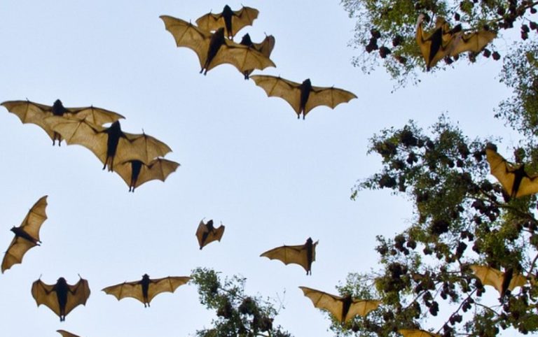 Se avessi un pipistrello vampiro. Ediz. illustrata Se avessi un pipistrello vampiro. Ediz. illustrata